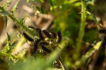 Infestation of black, hairy caterpillars on plants.