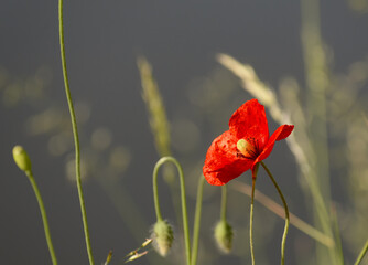 Czerwony mak delikatny kwiat rosnący na łące © Paweł Kacperek