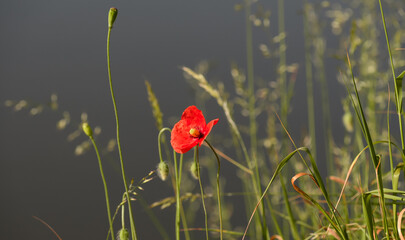 Czerwony mak kwitnący na łące, szare tło, piękna tapeta
