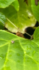 leaf with tiny snails 
