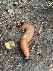 A slug eating a small snail.