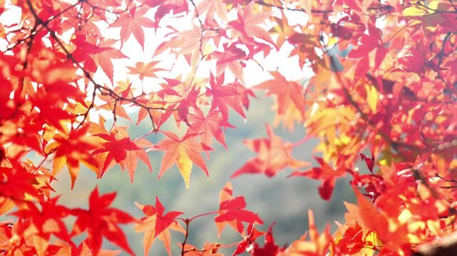Sunlight filtering through japanese maple trees in autumn medium-shot slow motion