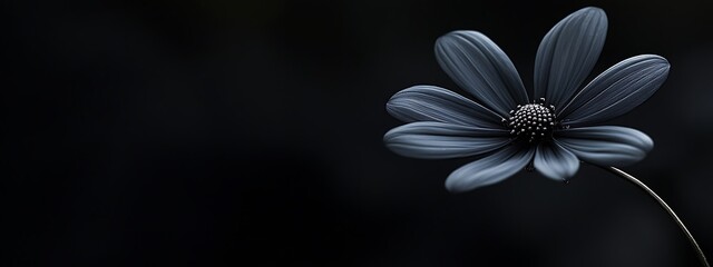 Fototapeta premium A Single Dark Flower with Delicate Petals Against a Black Background
