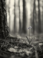 Single flower in forest