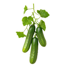 Fresh cucumbers growing on a vine with green leaves
