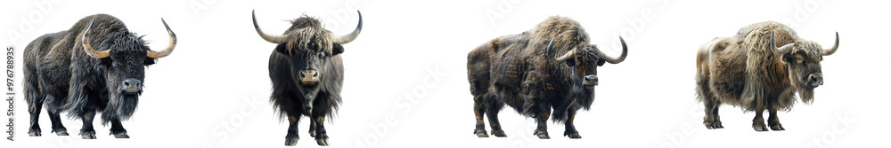 Wall mural a high-quality image of a yak, highlighting its strength and wool.