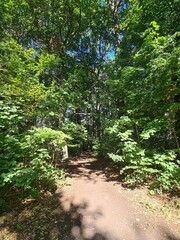 Plänterwald Forest Landscape in Berlin Treptow