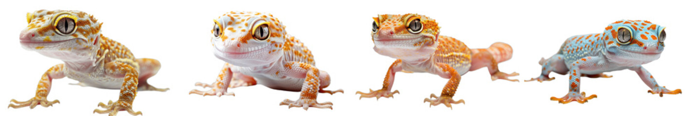 Naklejka premium A high-quality image of a gecko, highlighting its climbing ability and unique appearance.