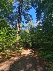 Plänterwald Forest Landscape in Berlin Treptow