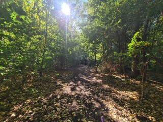 Plänterwald Forest Landscape in Berlin Treptow