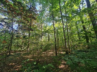 Plänterwald Forest Landscape in Berlin Treptow