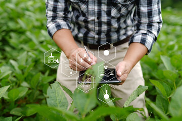 Businessman gardener using tablet Viewing potato plant picture of potato leaves in harvest season...