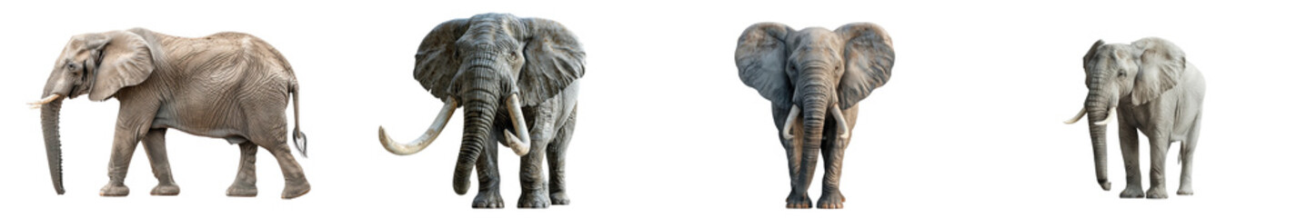 Obraz premium A high-quality image of an elephant, highlighting size and wisdom.