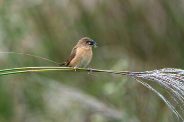 Scaly-breasted Munia female on its habitat. Spotted Munia shot in nature.