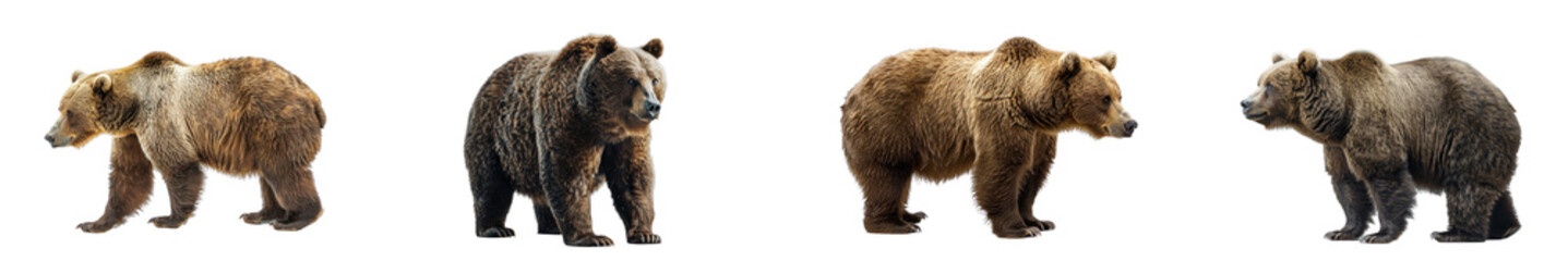 Fototapeta premium A high-quality image of a bear, emphasizing strength and wilderness.