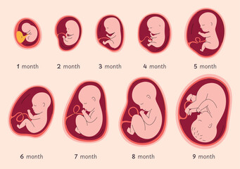 Stages of human embryo development. Stages of pregnancy. Birth of a child. Vector illustration