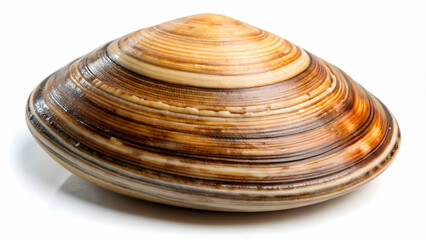 Photo of clam isolated on white background, clam, shellfish, seafood, ocean, marine, underwater, shell, mollusk