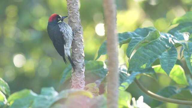 Acorn Woodpecker, Melanerpes formicivorus. Birdwatching in America. Woodpecker from Costa Rica mountain forest. Beautiful bird sitting on the green mossy branch in habitat, Costa Rica. 