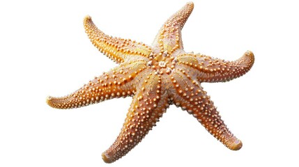 A starfish with extended arms isolated on a transparent background.