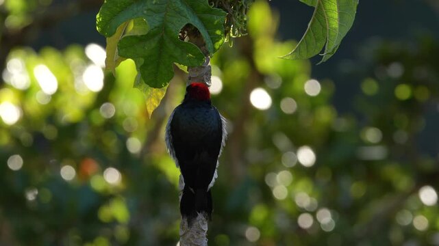 Acorn Woodpecker, Melanerpes formicivorus. Birdwatching in America. Woodpecker from Costa Rica mountain forest. Beautiful bird sitting on the green mossy branch in habitat, Costa Rica. 