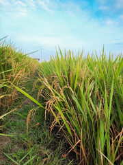 Naklejka premium Golden rice paddy field under a serene blue sky, a close-up of ripe grains ready for harvest in a rural agricultural landscape.