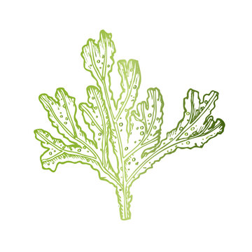 recommend clip art: Vector green coral. Hand painted line reef sketch. Graphic tropical clip art isolated on background. Underwater illustration. For designers, invitations, decoration, postcards, wrapping paper
