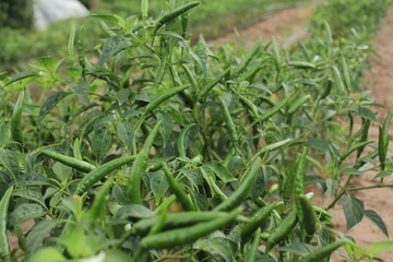 Fototapeta premium The group of green chili hot peppers are ready for harvesting in the filed