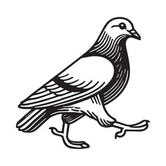 Obraz premium Domestic pigeon Outline Clipart - Columbidae Bird Vector illustration in black and white 