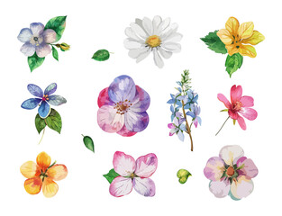 Watercolor Flower Set with 10 Different Flowers, Floral Collection for Design, Wedding, Invitation, Card, Greeting, Decoration. vector illustration