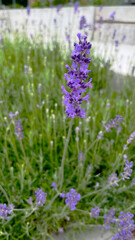 Purple lavender flower in a flowerbed