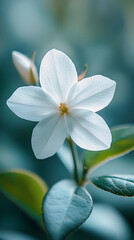 Close-up of white flower in natural light, delicate petals, green leaves, peaceful floral scene, soft focus, nature photography