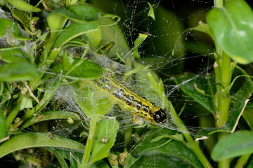 Buchsbaumzünsler,  Cydalima perspectalis