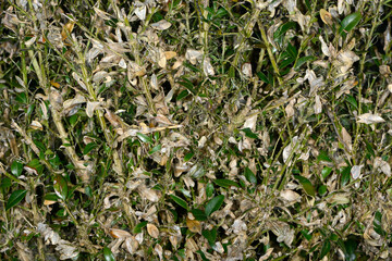 Buchsbaumzünsler,  Cydalima perspectalis