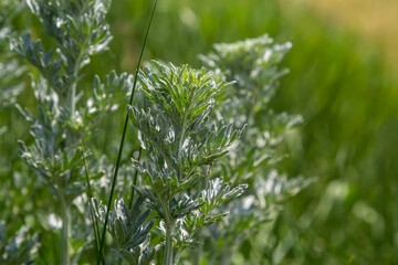 Silver green Wormwood leaves background. Artemisia absinthium, absinthe wormwood plant in herbal...