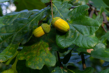 Obraz premium Oak branch with green leaves and acorns on a sunny day. Oak tree in summer. Blurred leaf background.