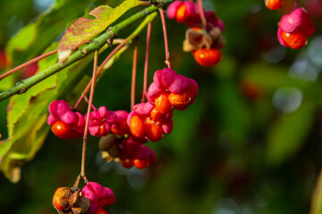 Euonymus europaeus european common spindle capsular ripening autumn fruits, red to purple or pink colors with orange seeds, autumnal colorful leaves