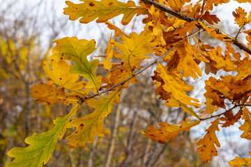 Oak branch with orange leaves in the forest in autumn. Nature background