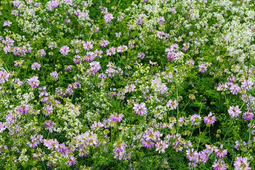 the flowers of Securigera varia - crownvetch, purple crown vetch