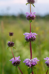 Phlomis Phlomoides tuberosa wildflowers on clear green background. Dark red stems with architectural whorls of lilac-pink flowers and wrinkled hairy leaves