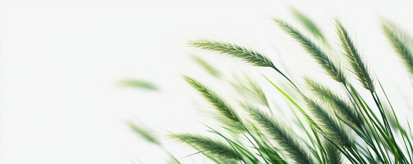 Fototapeta premium Macro Shot of Vibrant Green Grass Plant with Intricate Details, Nature Illustration on White Background for Copy Space.