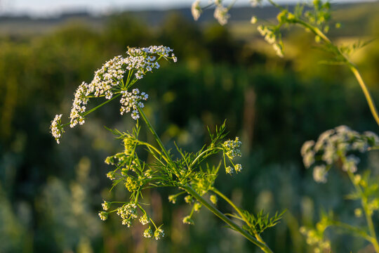 Caraway blooms in garden. White meridian fennel blossom in field. Persian cumin flowering plant. White Carum carvi flower on green background, closeup. White caraway flowers