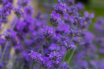 Obraz premium Lavandula angustifolia bunch of flowers in bloom, purple scented flowering bouquet of smelling beautiful plants