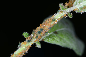 Kleine Weidenblattlaus, Aphis farinosa, Weide