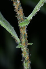 Kleine Weidenblattlaus, Aphis farinosa, Weide