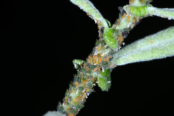 Kleine Weidenblattlaus, Aphis farinosa, Weide
