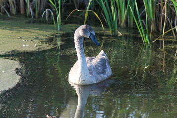 Young Swans Gracefully Gliding on a Serene Pond