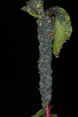 Kleine Weidenblattlaus, Aphis farinosa, Weide