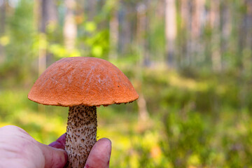 Hand holding an orange capped boletus mushroom freshly foraged from the wild forest. Closeup of an Leccinum fungi  picked in the wild. Southern Finland, Hamina, Kymenlaakso.
