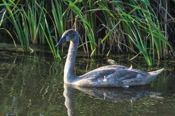 Young Swans Gracefully Gliding on a Serene Pond