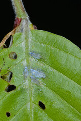 Buchenblattlaus, Phyllaphis fagi